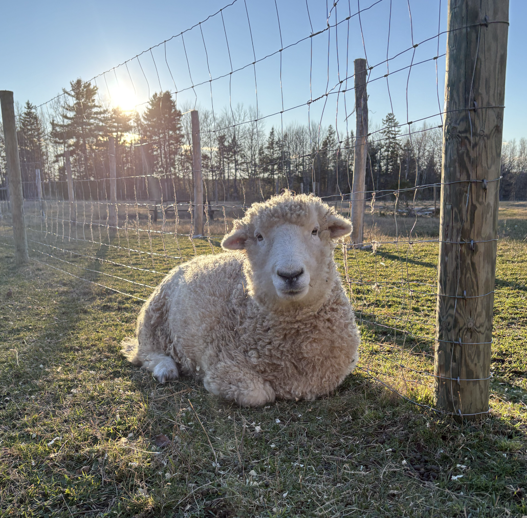Bob the sheep