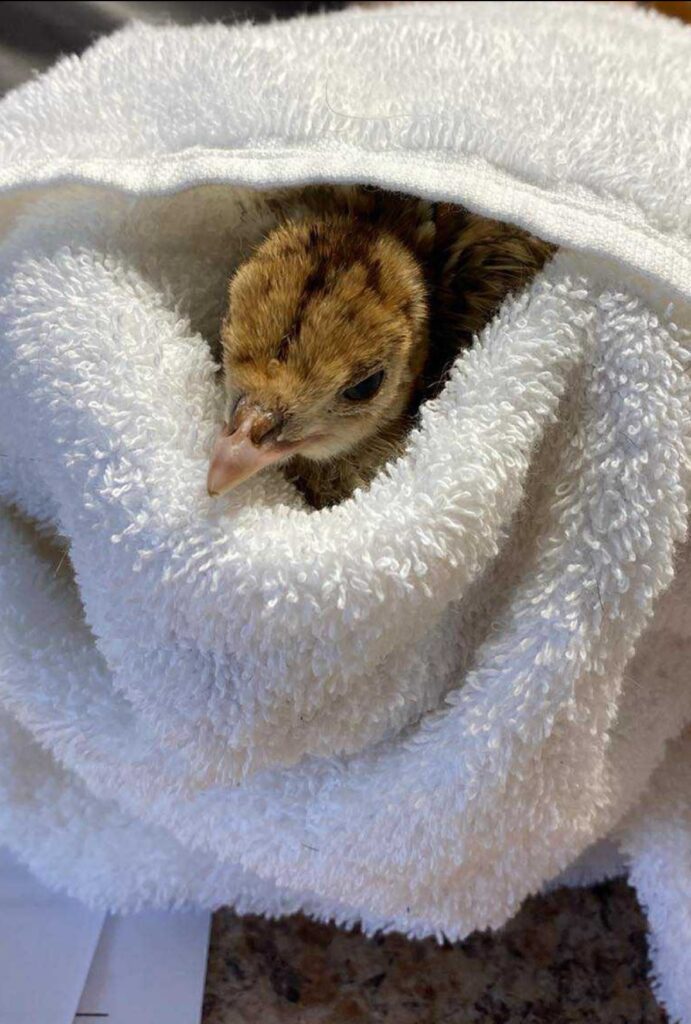 Ruth a baby turkey