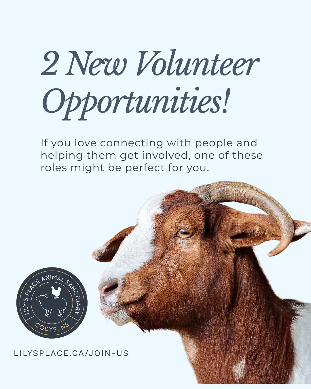 Volunteer Opportunities to Help Animals at Lily's Place Animal Sanctuary • Farmed Animal Sanctuary New Brunswick Canada