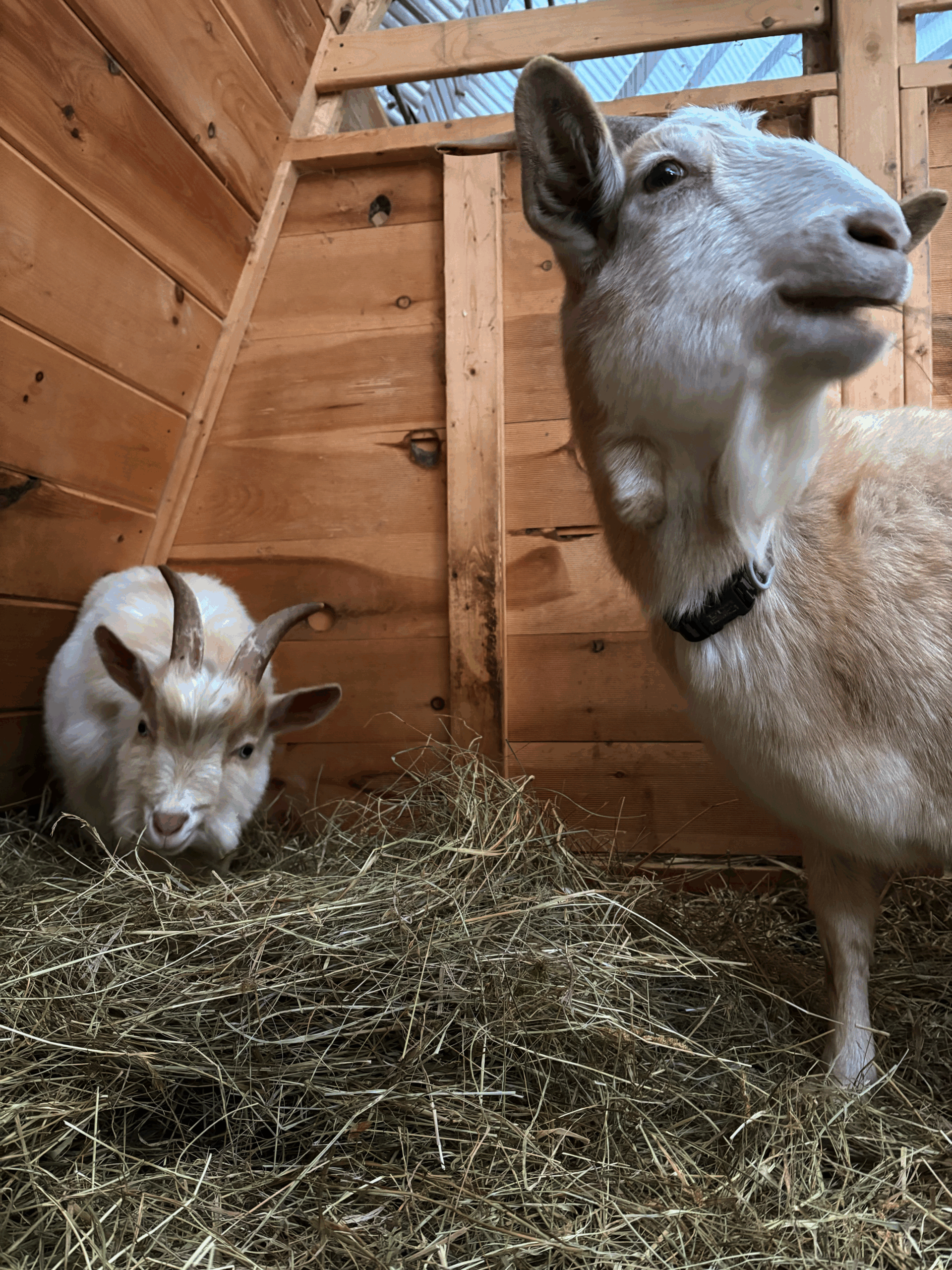 Klaus and Ellie