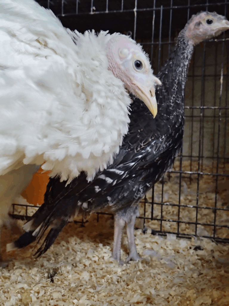 Roo the turkey