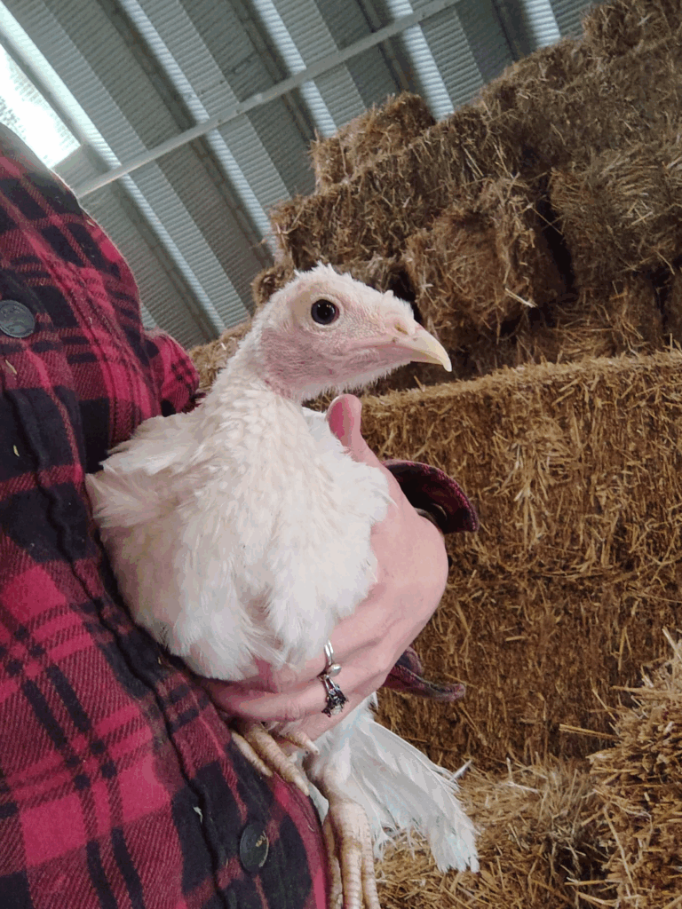 joey baby turkey