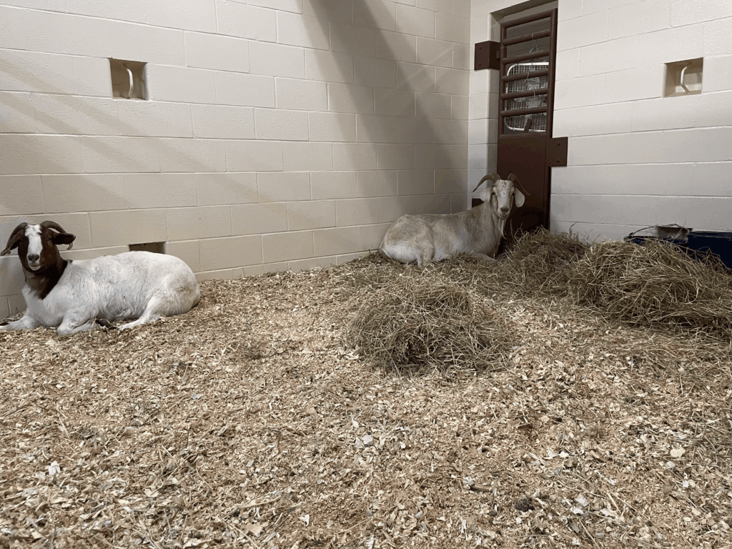 Beatrice and Merlin at AVC