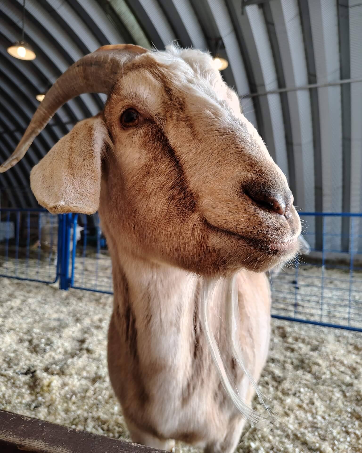 Merlin