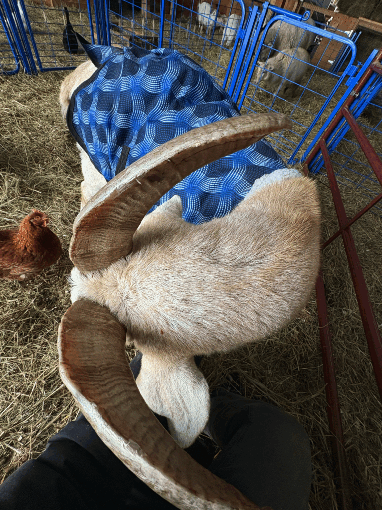 Merlin's horns