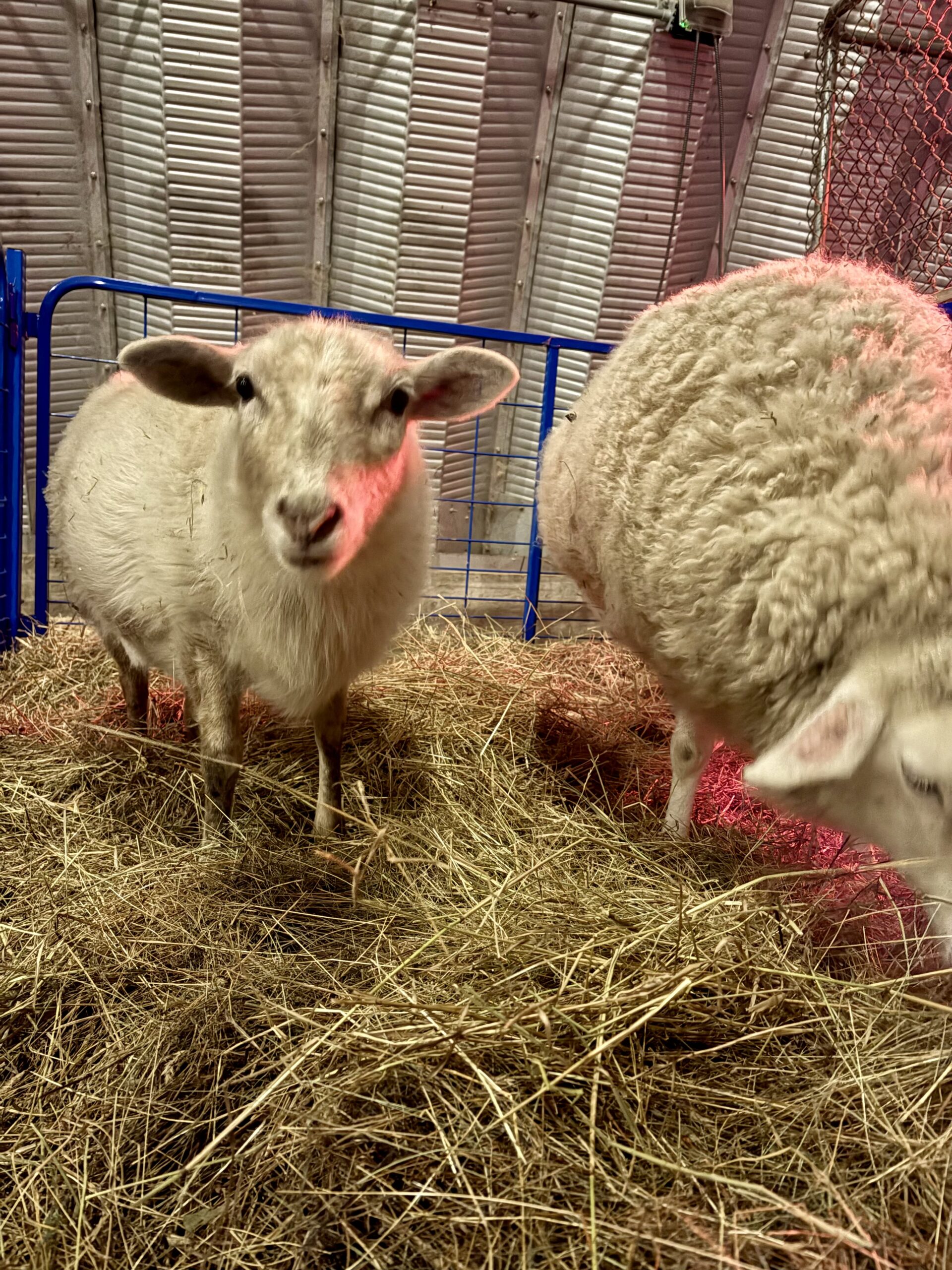 Millie the lamb