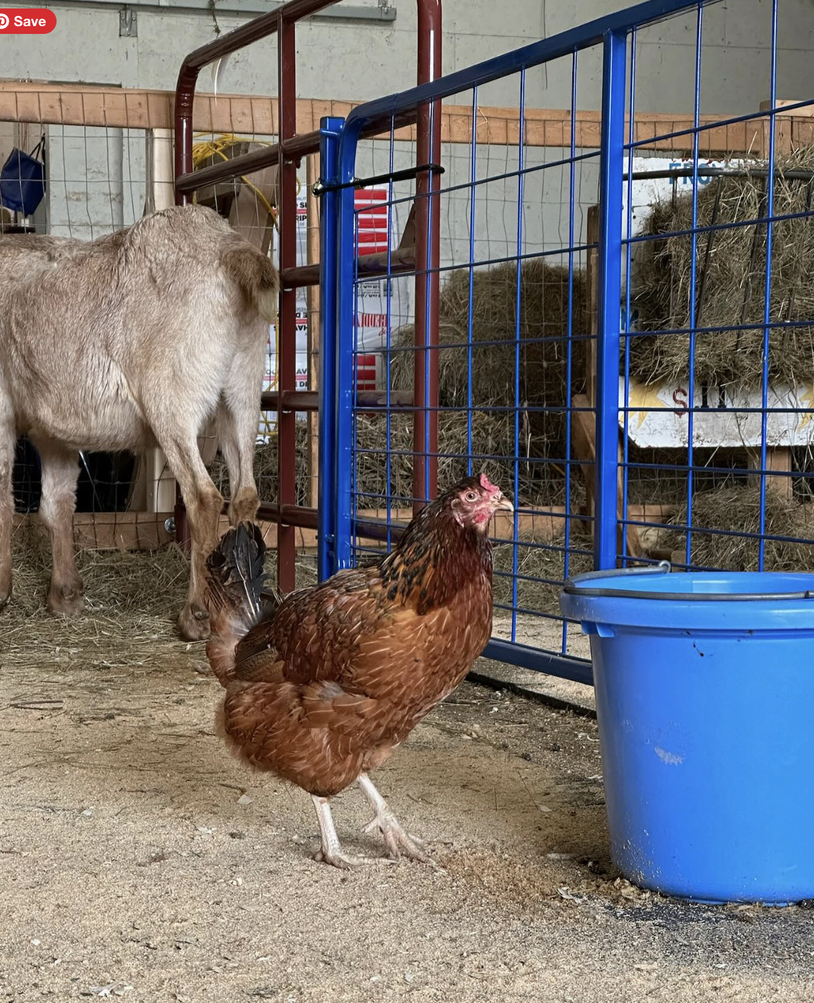 Hart the hen