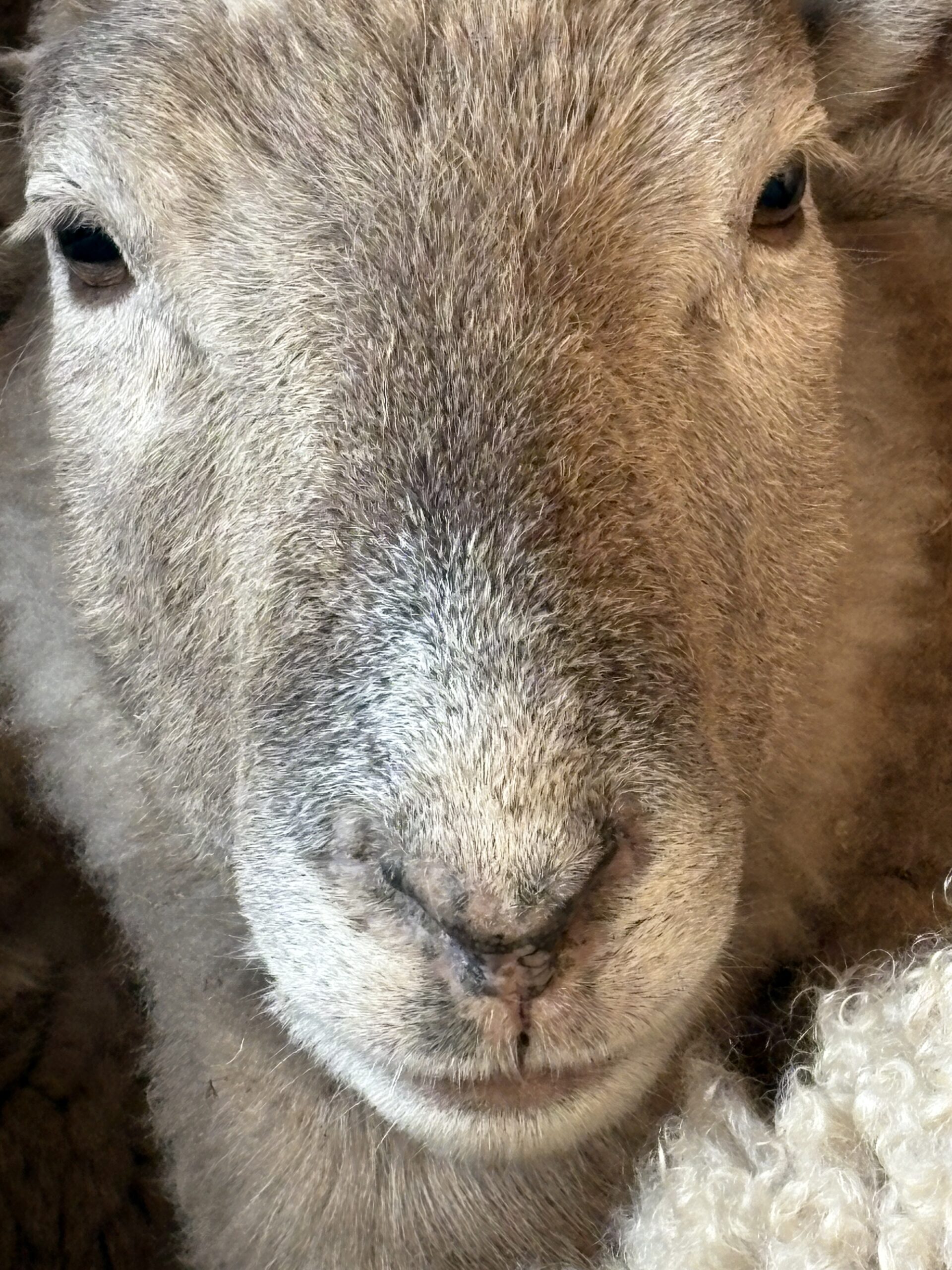 Moose, a rescue sheep