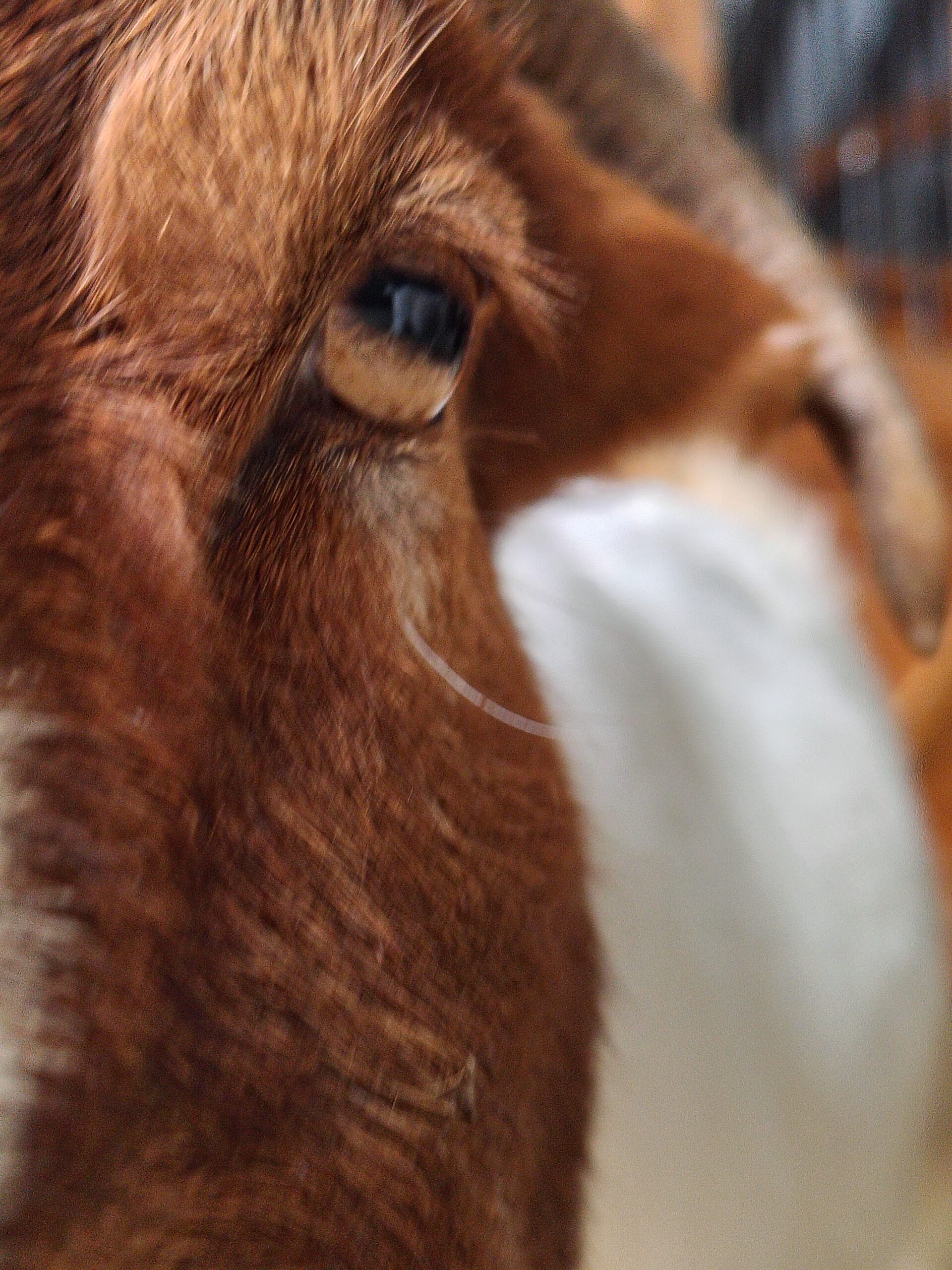 beatrice goat
