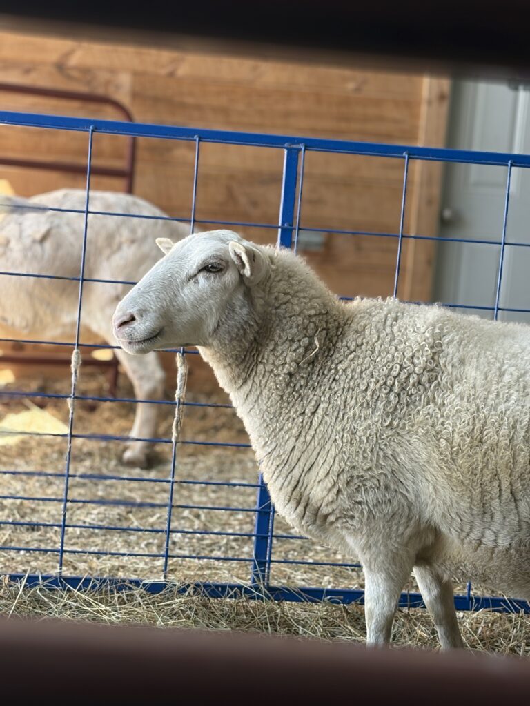 Rory sheep