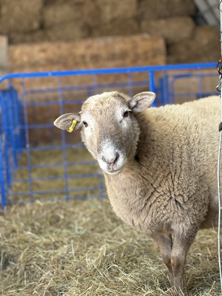 Moose the sheep