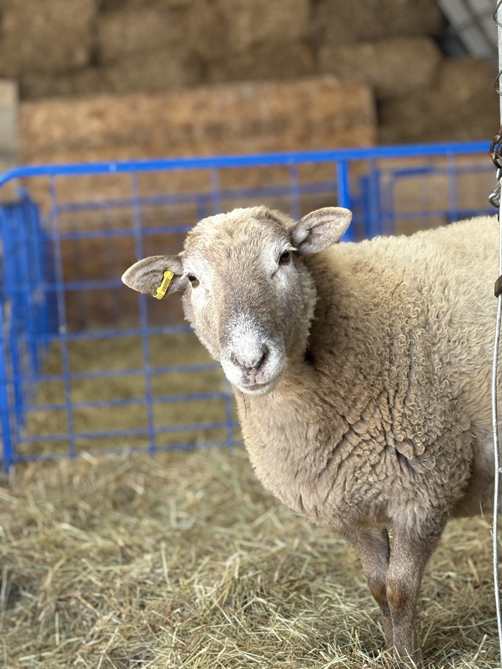 Moose the sheep