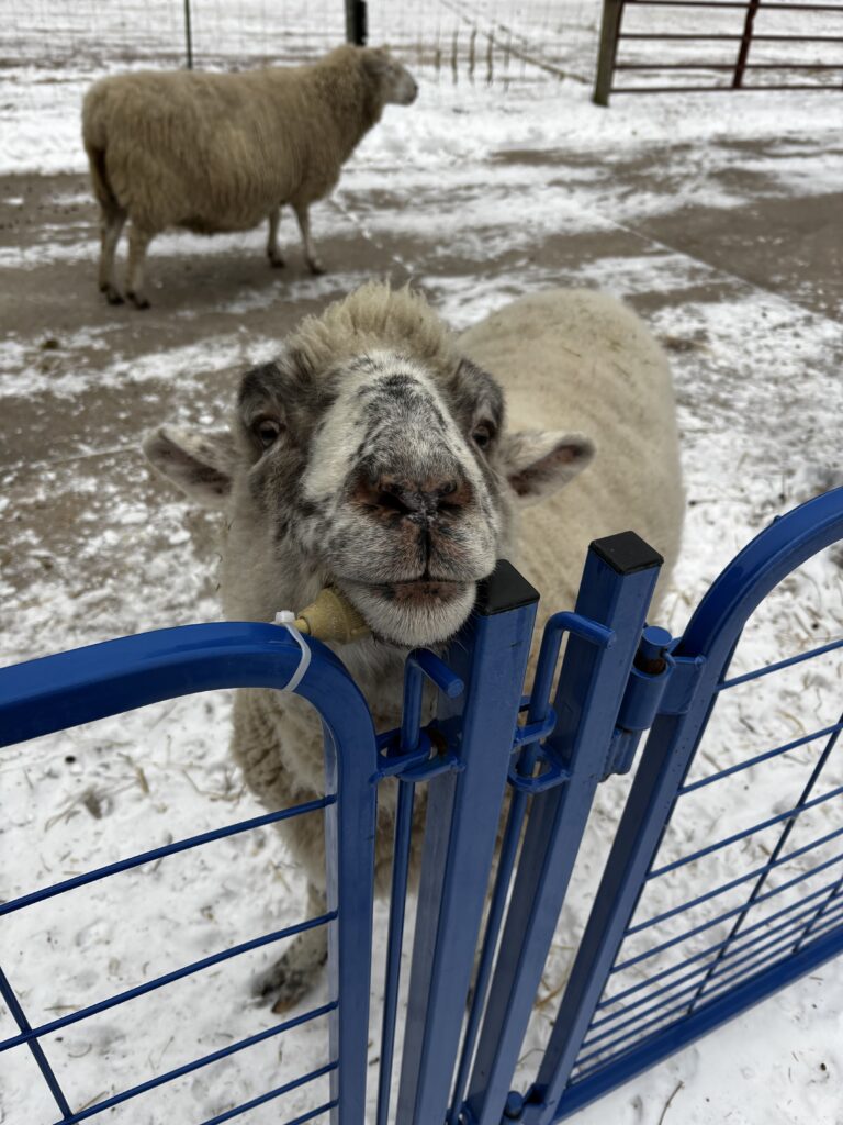 Johnny the sheep
