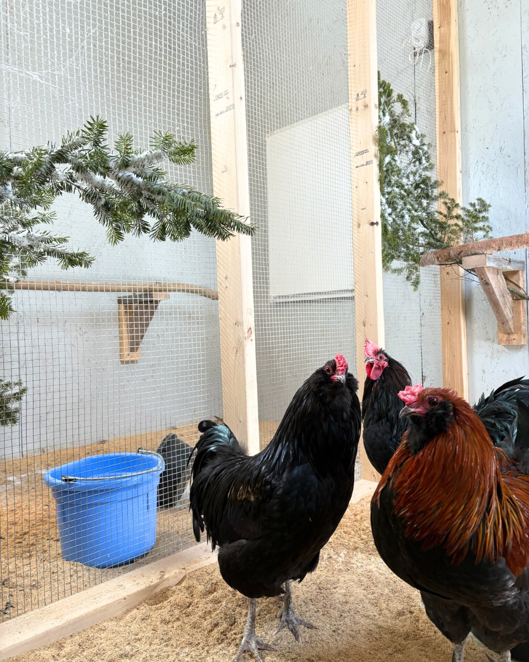 Roosters