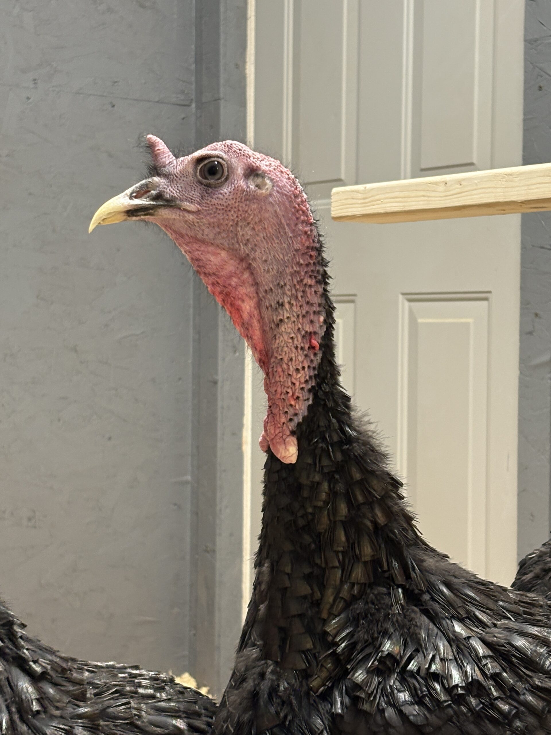 Daryl the turkey