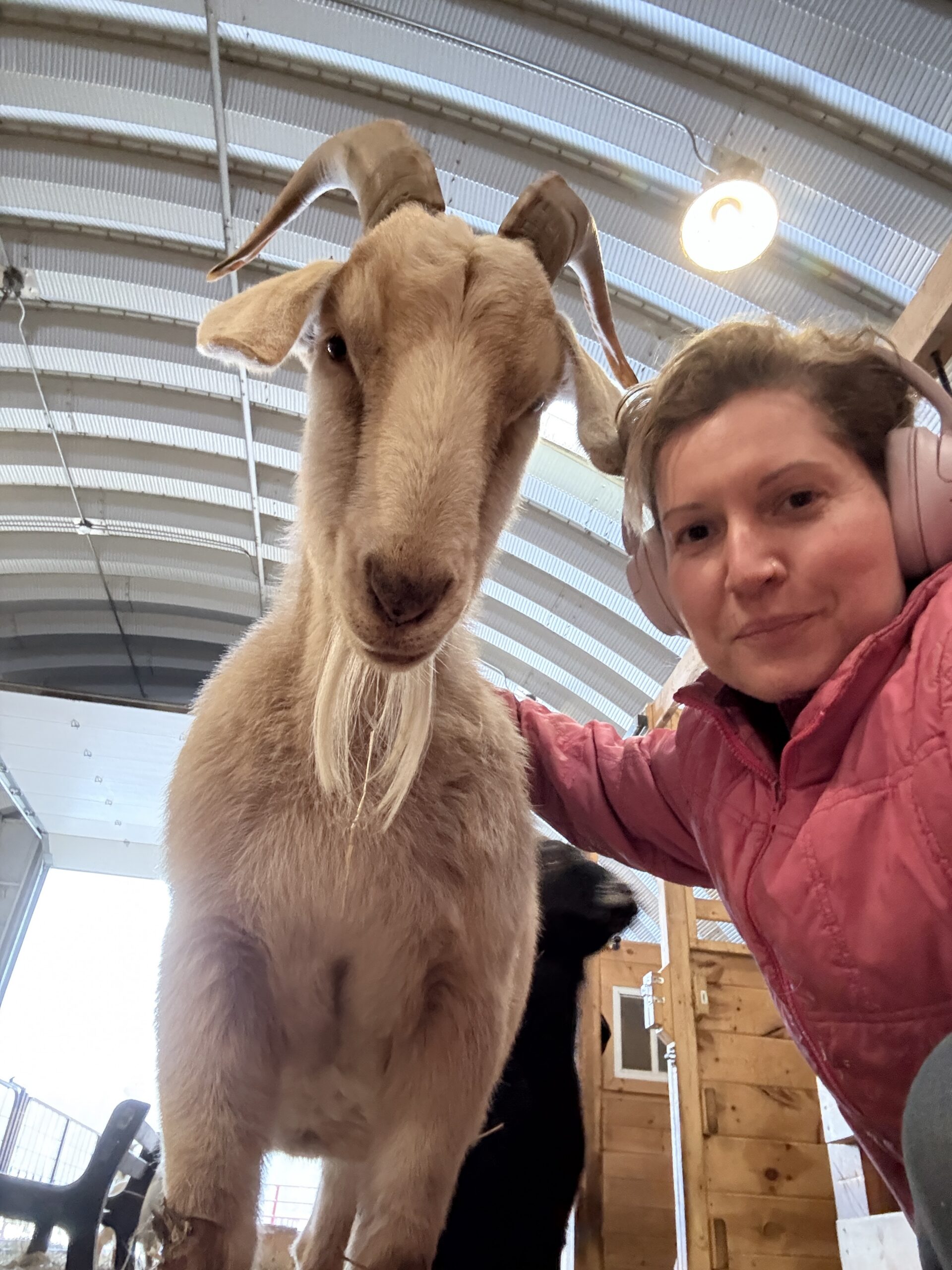 Merlin the goat and Jamie Sabot (executive director and co-founder of Lily's Place Animal Sanctuary) take a selfie in the Lily's Place barn