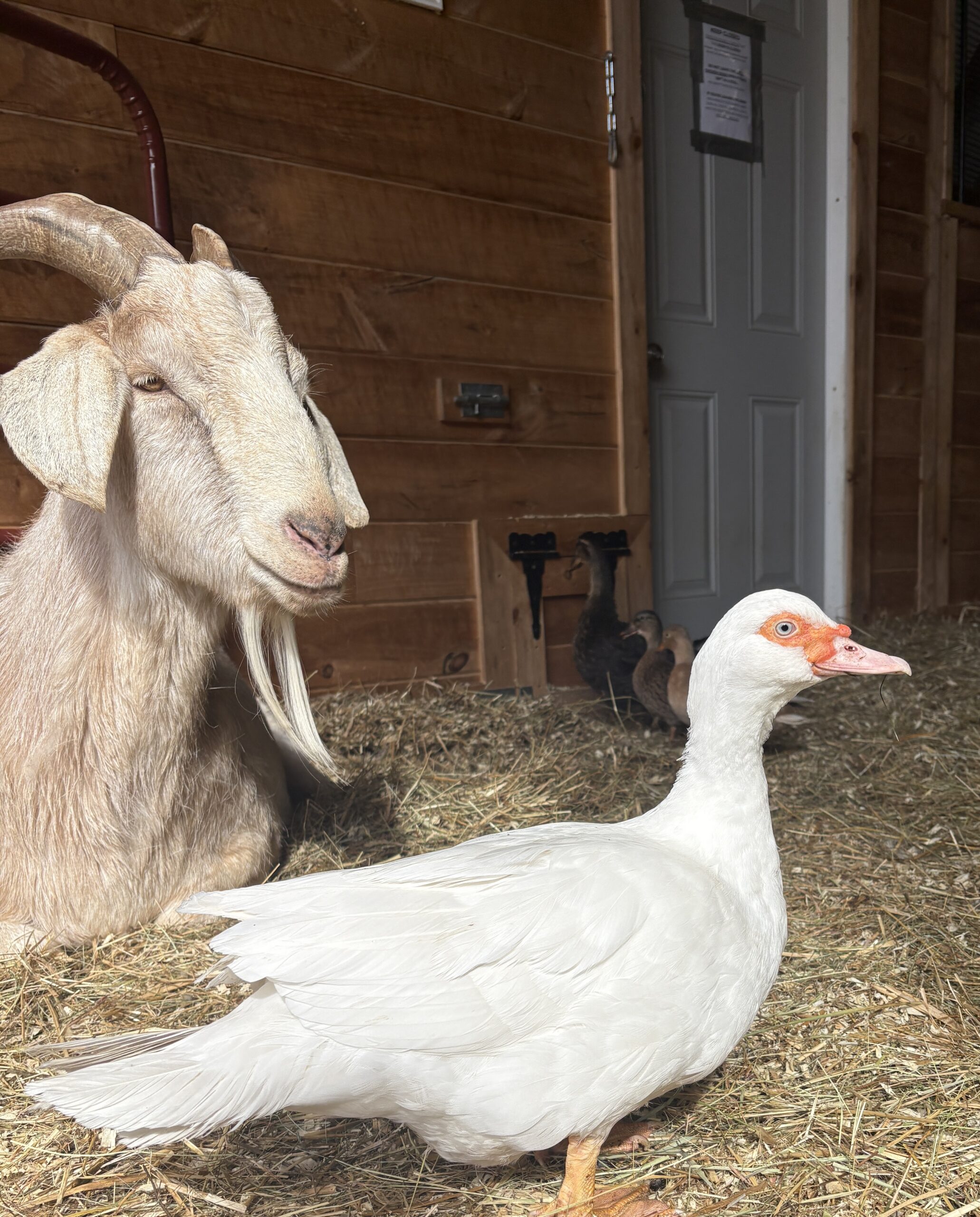 Merlin and Annabelle, animals at Canadian sanctuary form a friendship