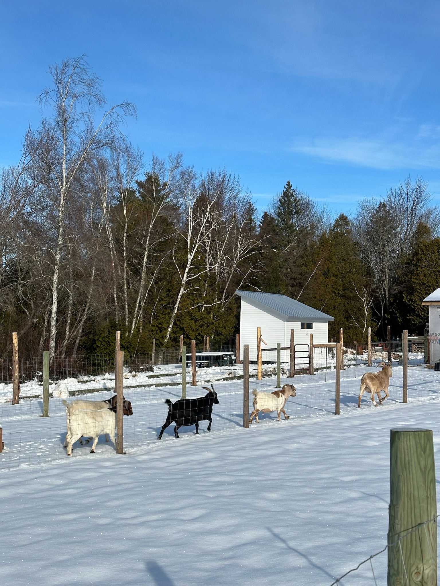 Rescued goats running through the snow at Lily's Place Animal Sanctuary for farmed animals in New Brunswick, Canada