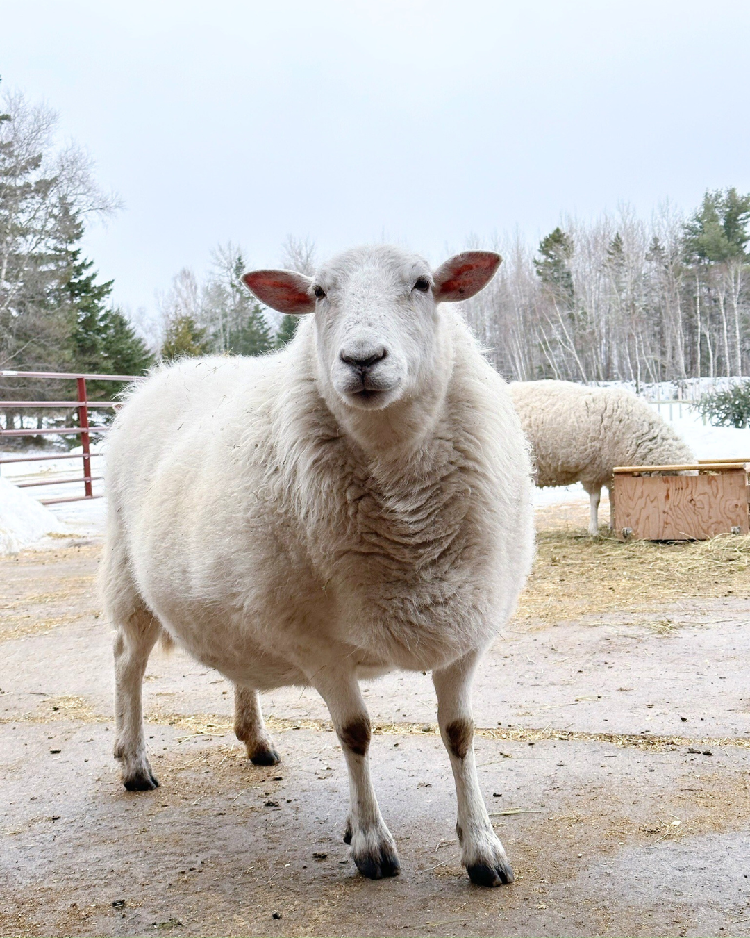 Gracie, a sheep, who lives at Lily's Place Animal Sanctuary (farmed animal sanctuary and rescue)