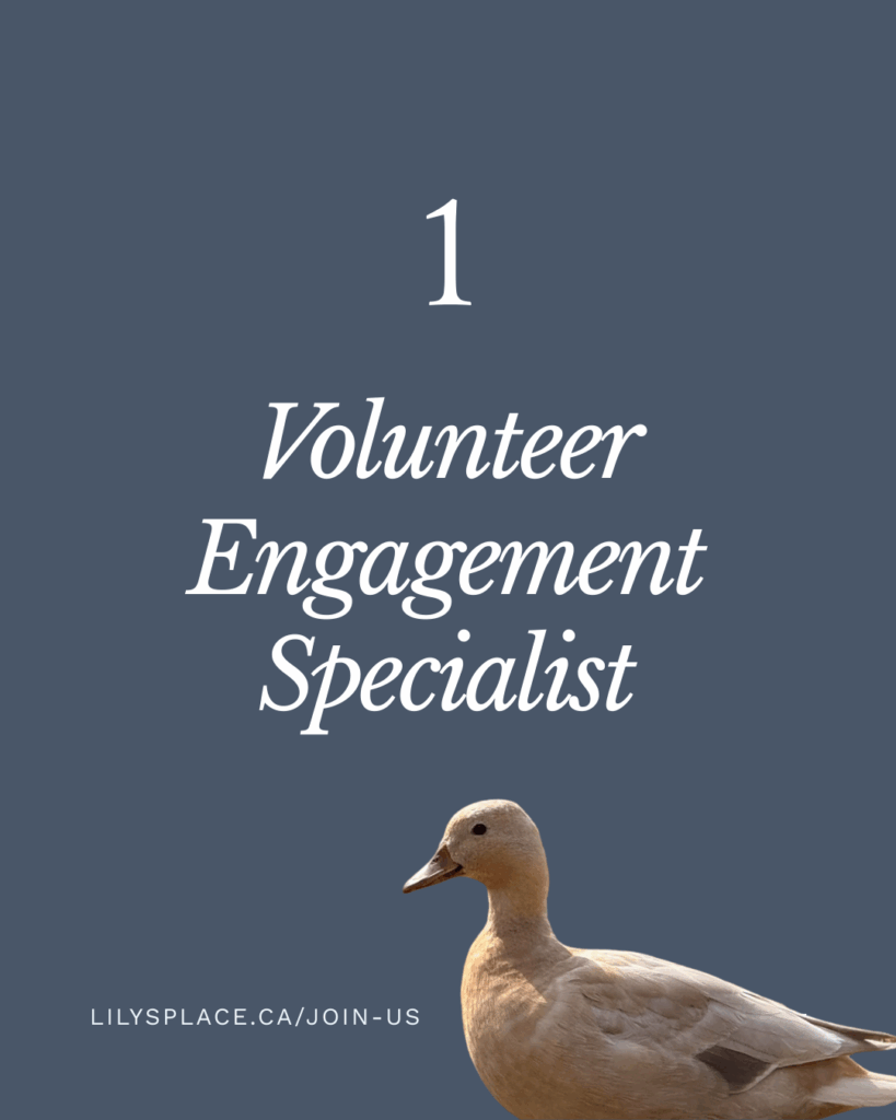 Volunteer Engagement Specialist • Lily's Place Animal Sanctuary • Farmed Animal Sanctuary New Brunswick Canada