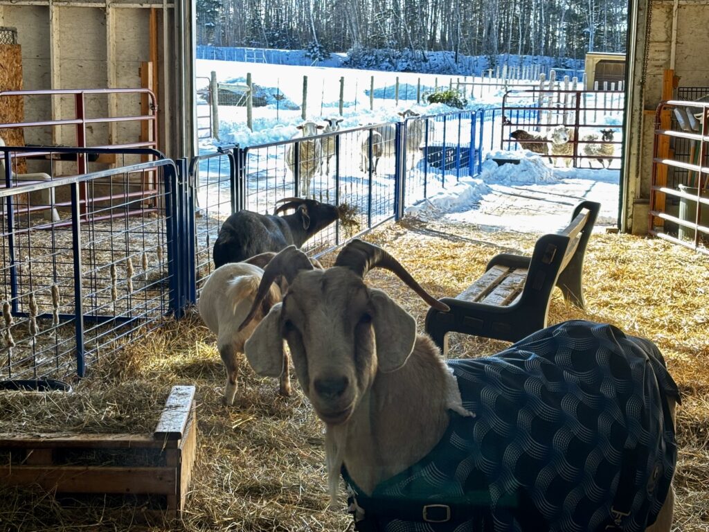 Lily's Place Animal Sanctuary