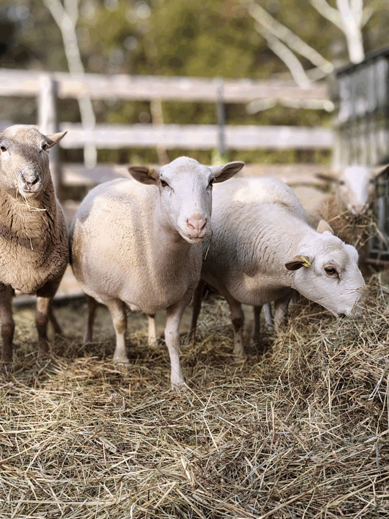 rescued sheep moose, rory, charlie, and claire