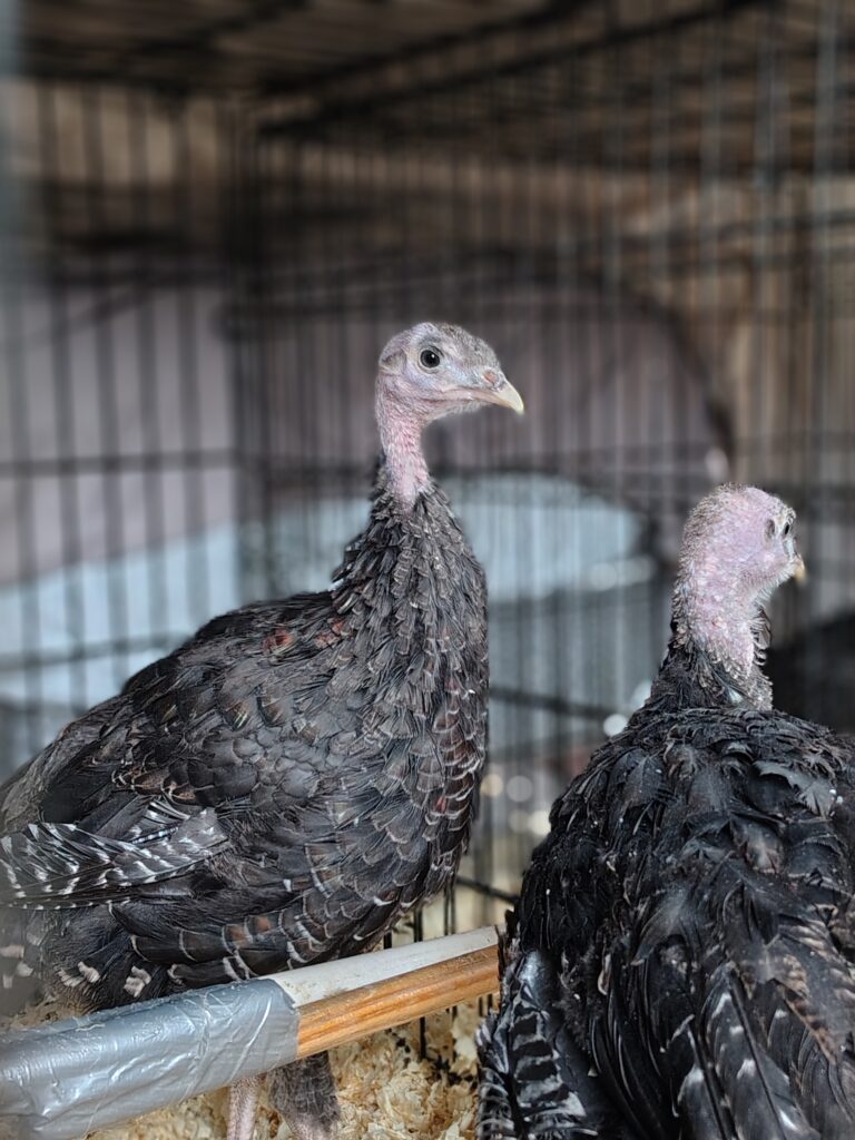 rescued turkey