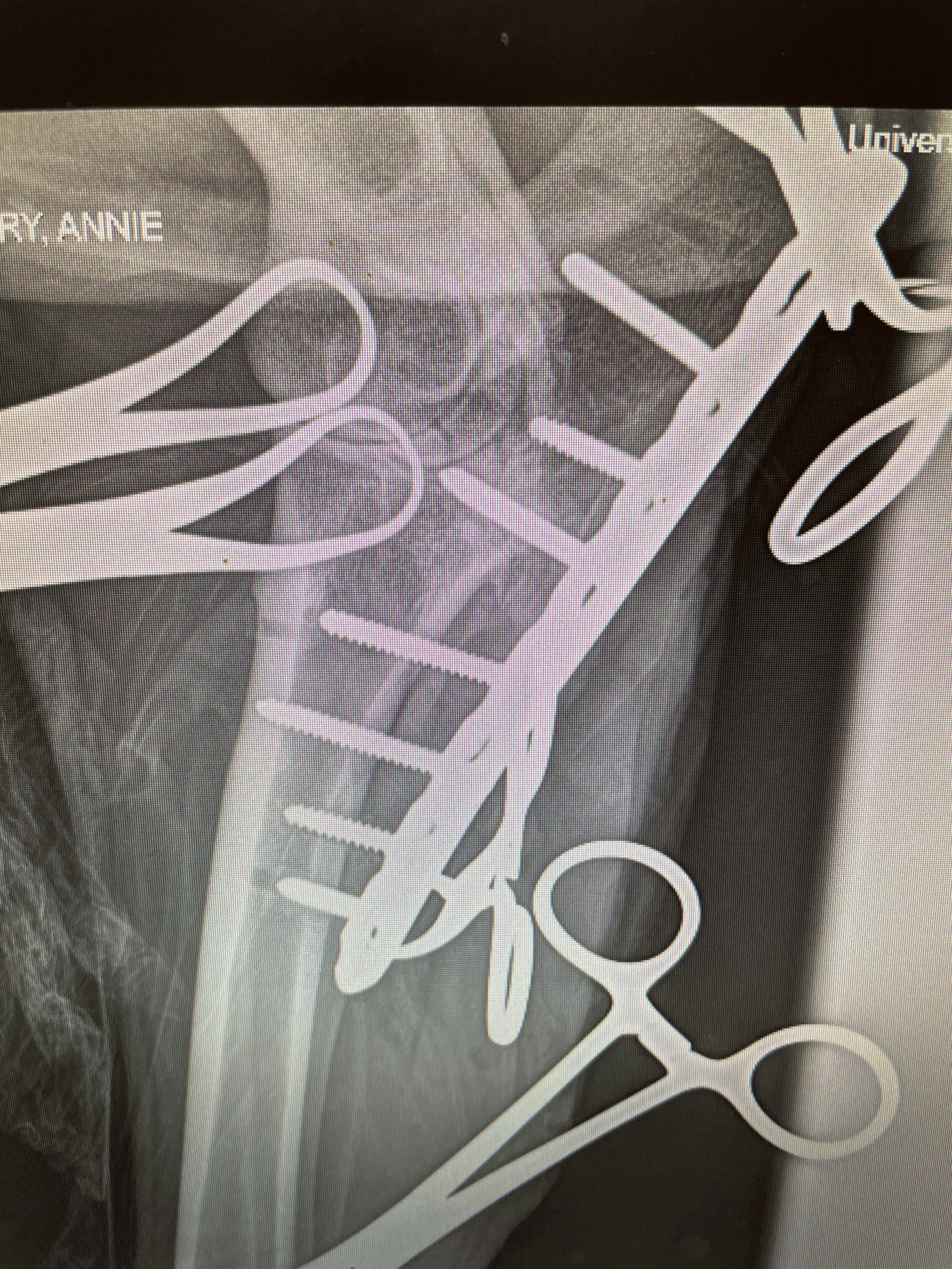 Annie's in surgery x-ray