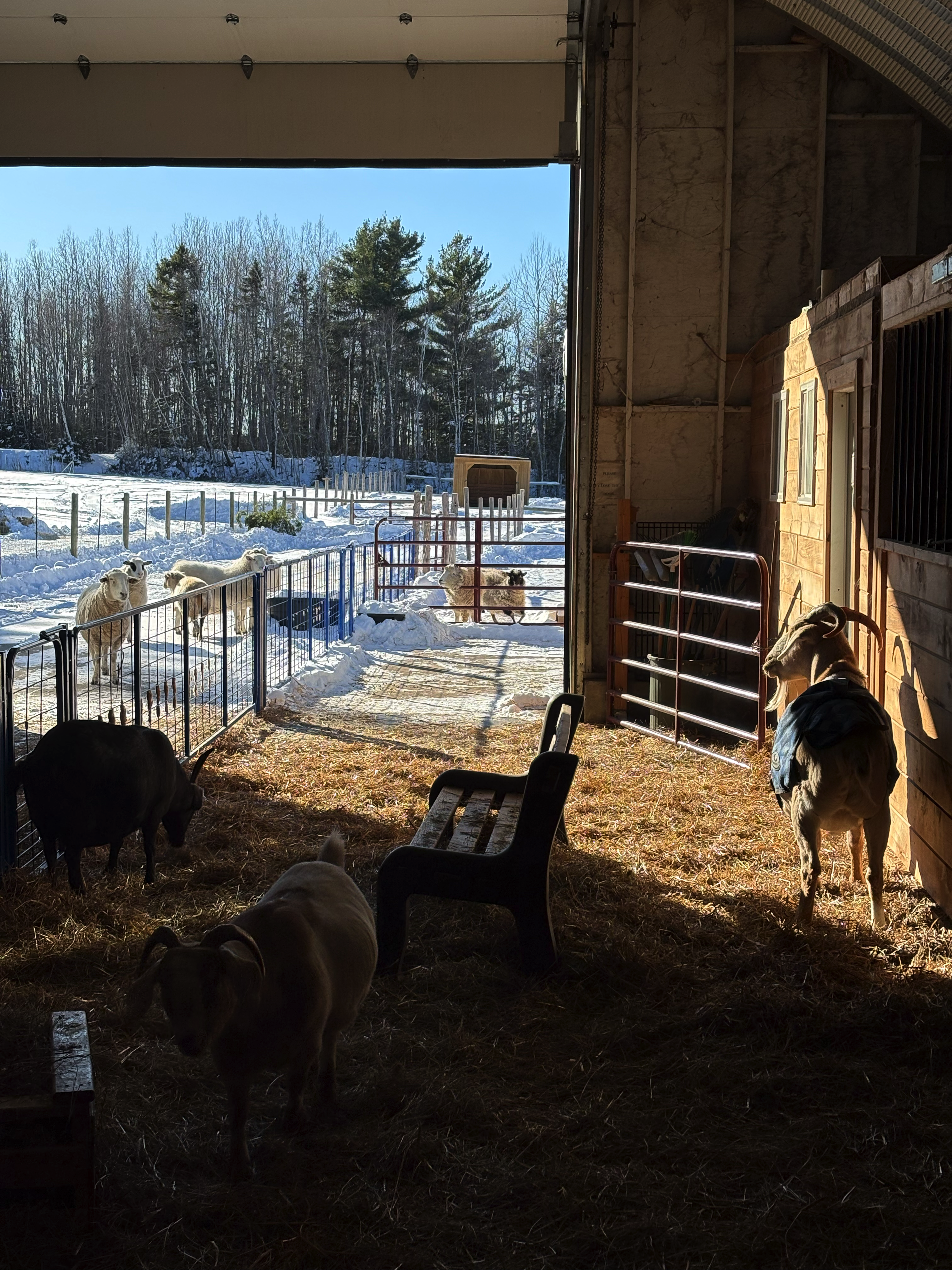 Lily's Place Animal Sanctuary