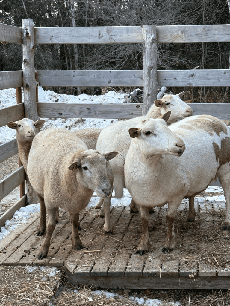 moose claire charlie