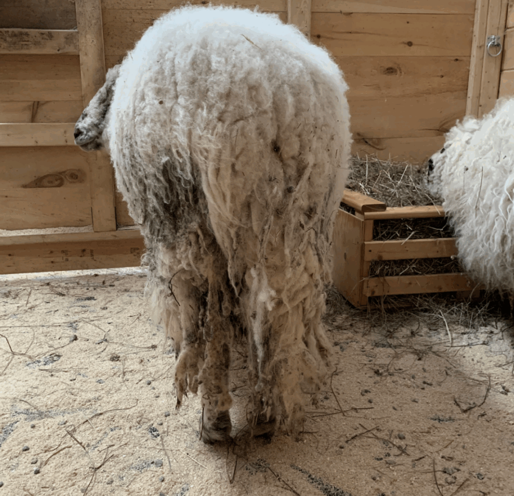 Screenshot 2025 12 15 at 2.14.54 pm