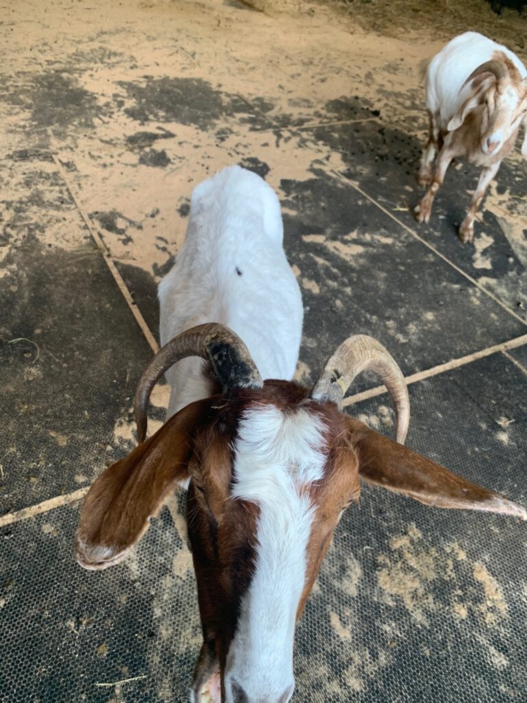 Beatrice (front); Kate (back)
