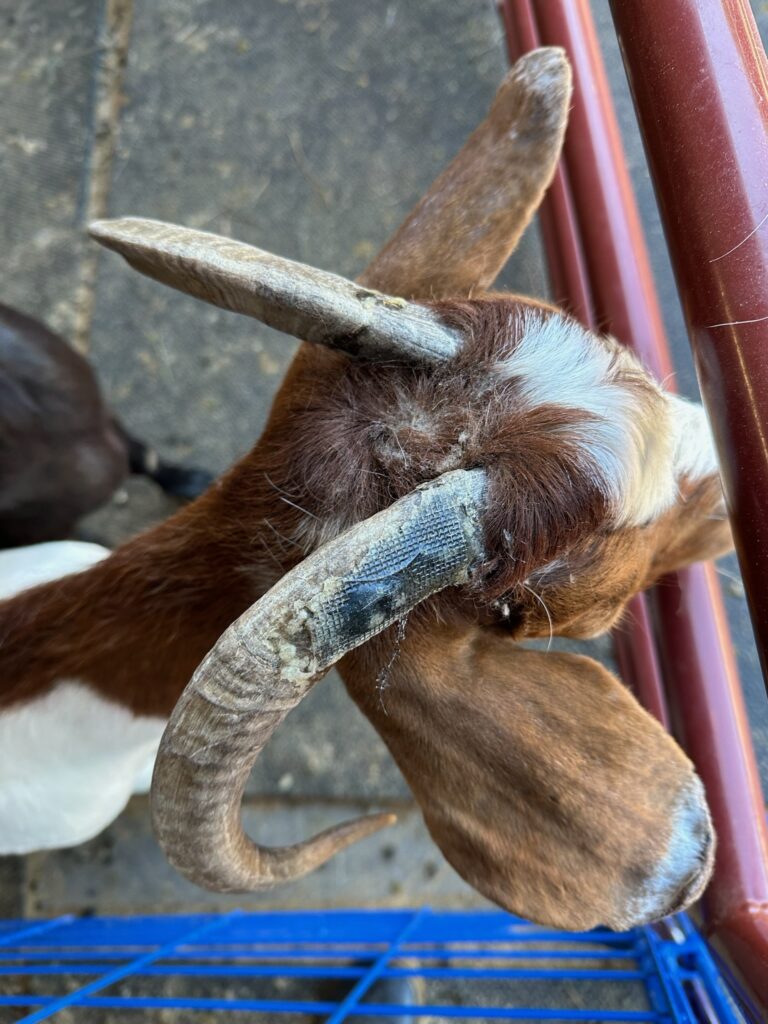 Bea neglect horn