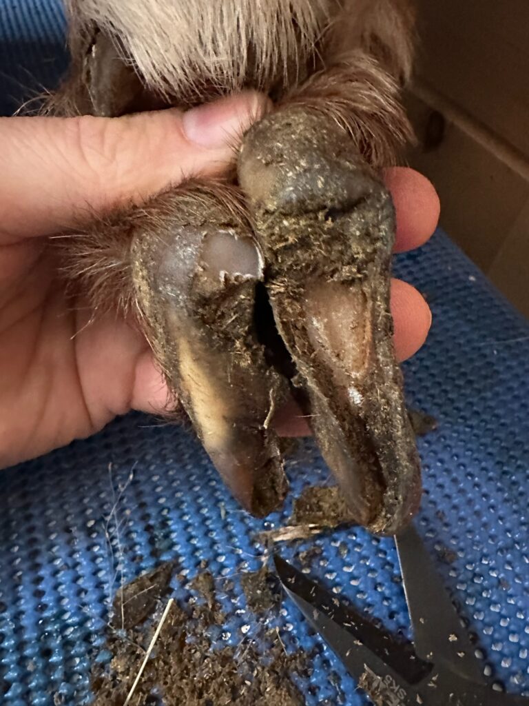 Trimming back years of neglect from Kate's hooves. She will live with lifelong arthritis because her hoof care was ignored for so long.