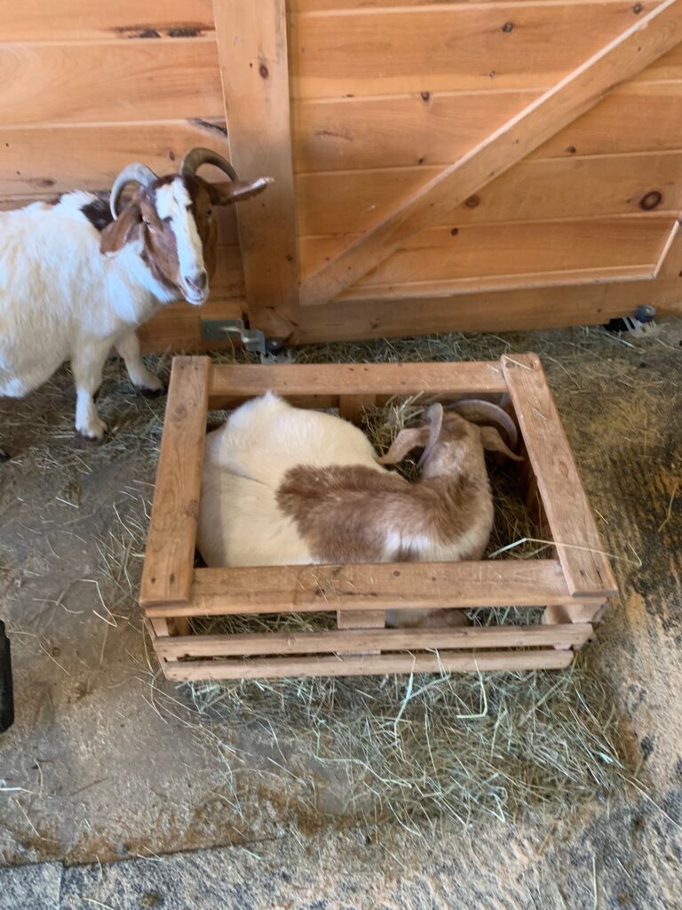 Kate shut down and hiding in the feed box.