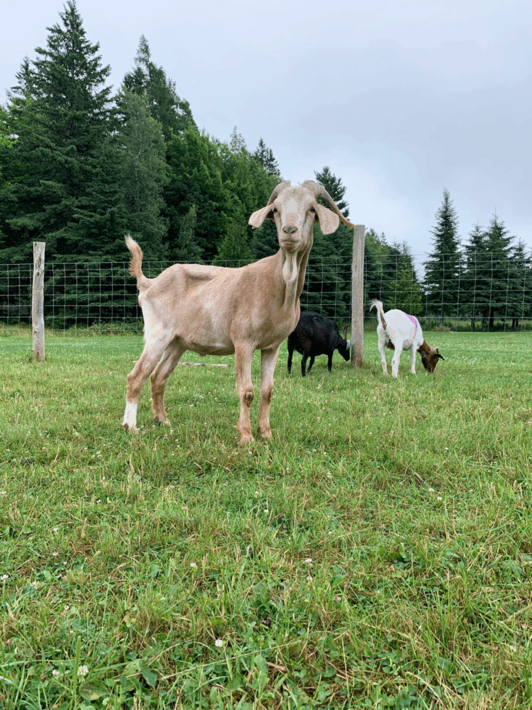 Merlin after being in our care for about 3 months