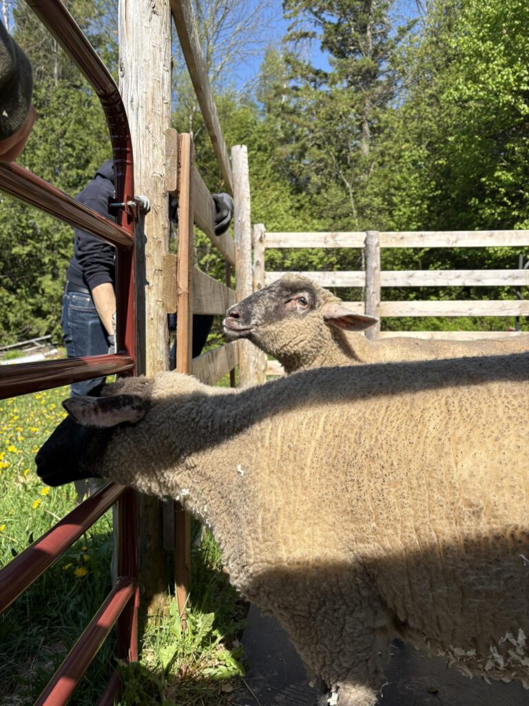 499716309 1155189816652683 1919916974337872536 n