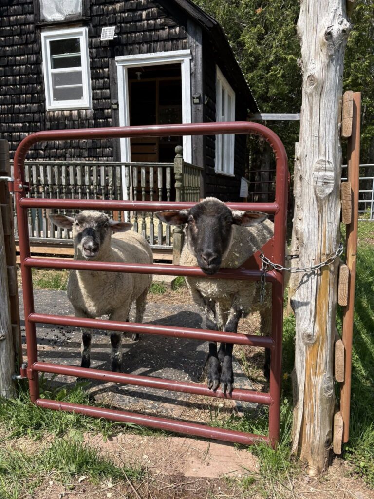 Penelope and Emma, two rescued sheep
