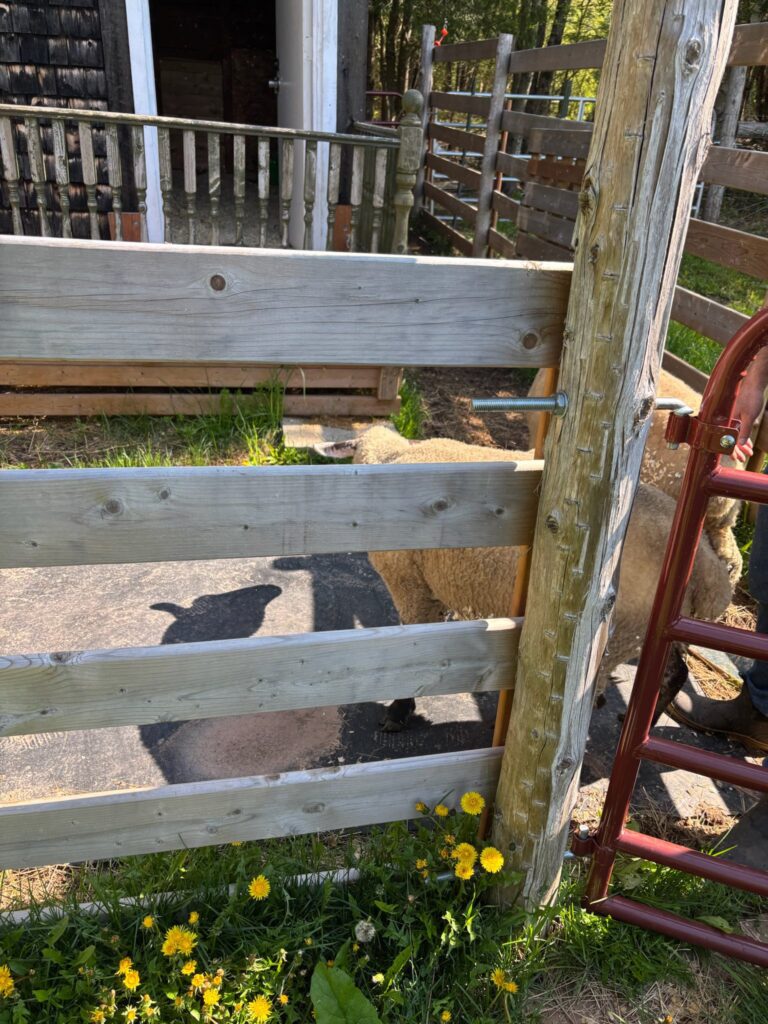 505997385 1155185536653111 5371193809855603718 n