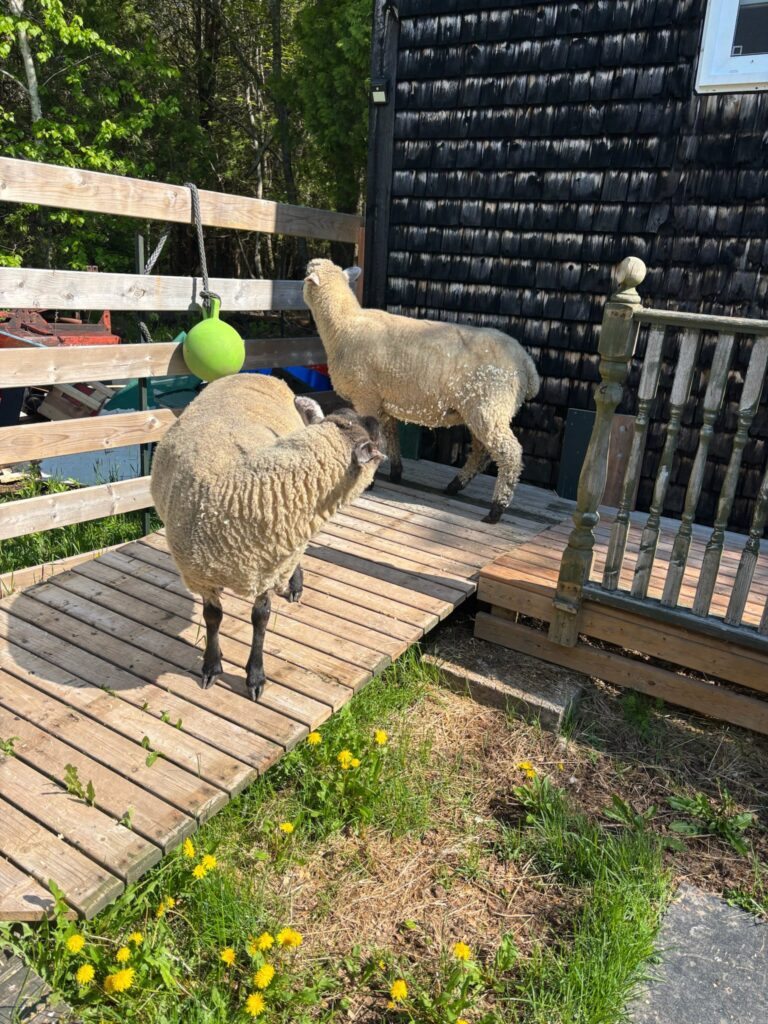 506040310 1155185706653094 4987860303095610285 n