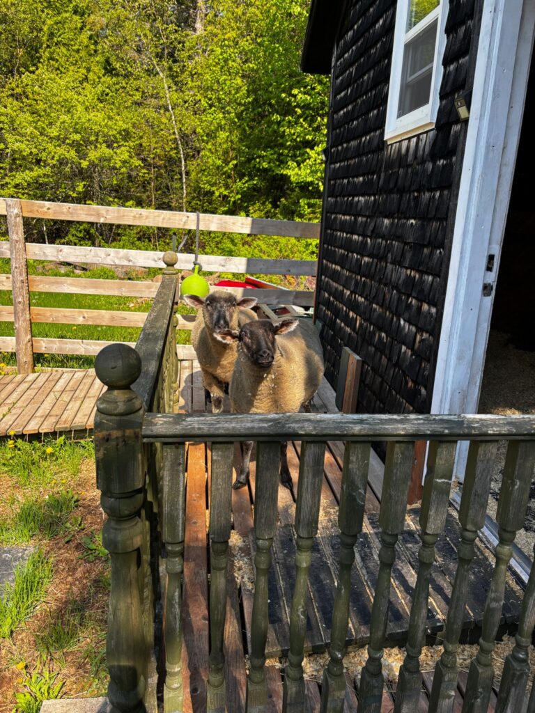 506131839 1155185716653093 1985647013051206156 n