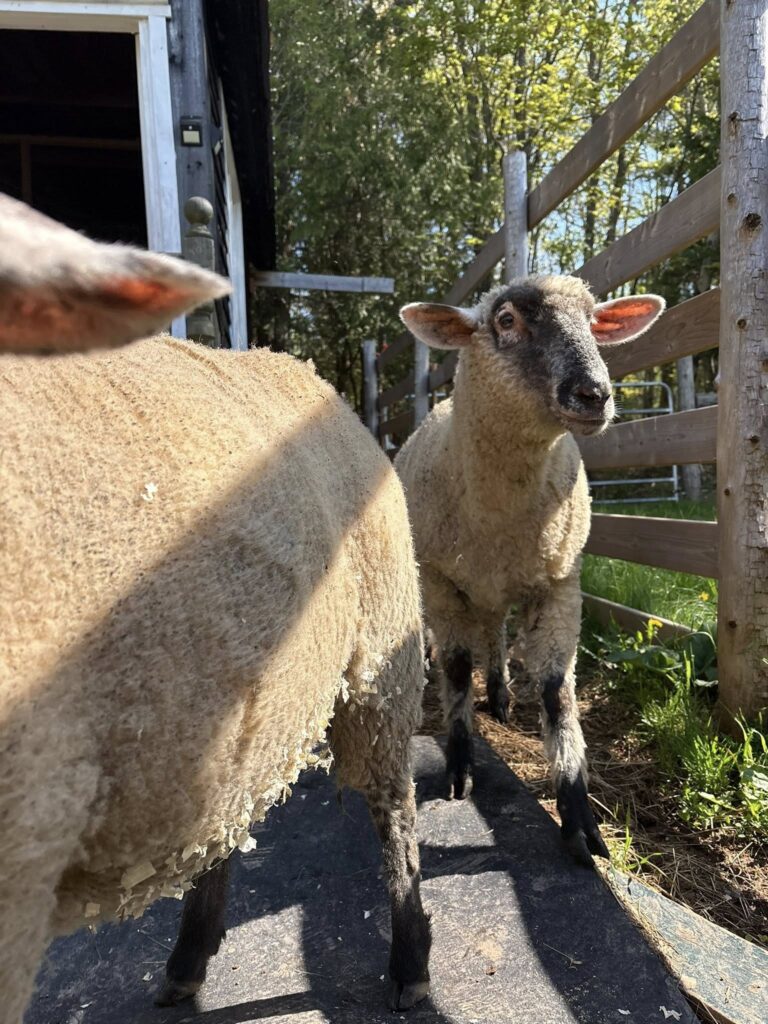 506206882 1155185566653108 3787305831792736684 n