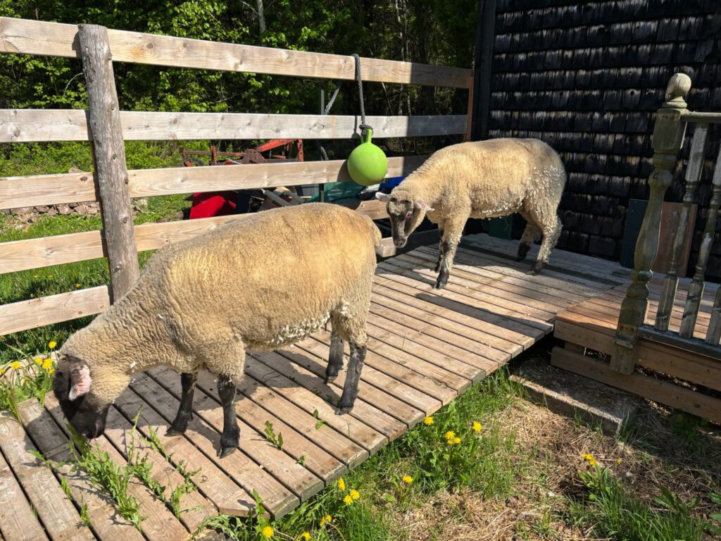 506684683 1155185583319773 6798844154454406289 n