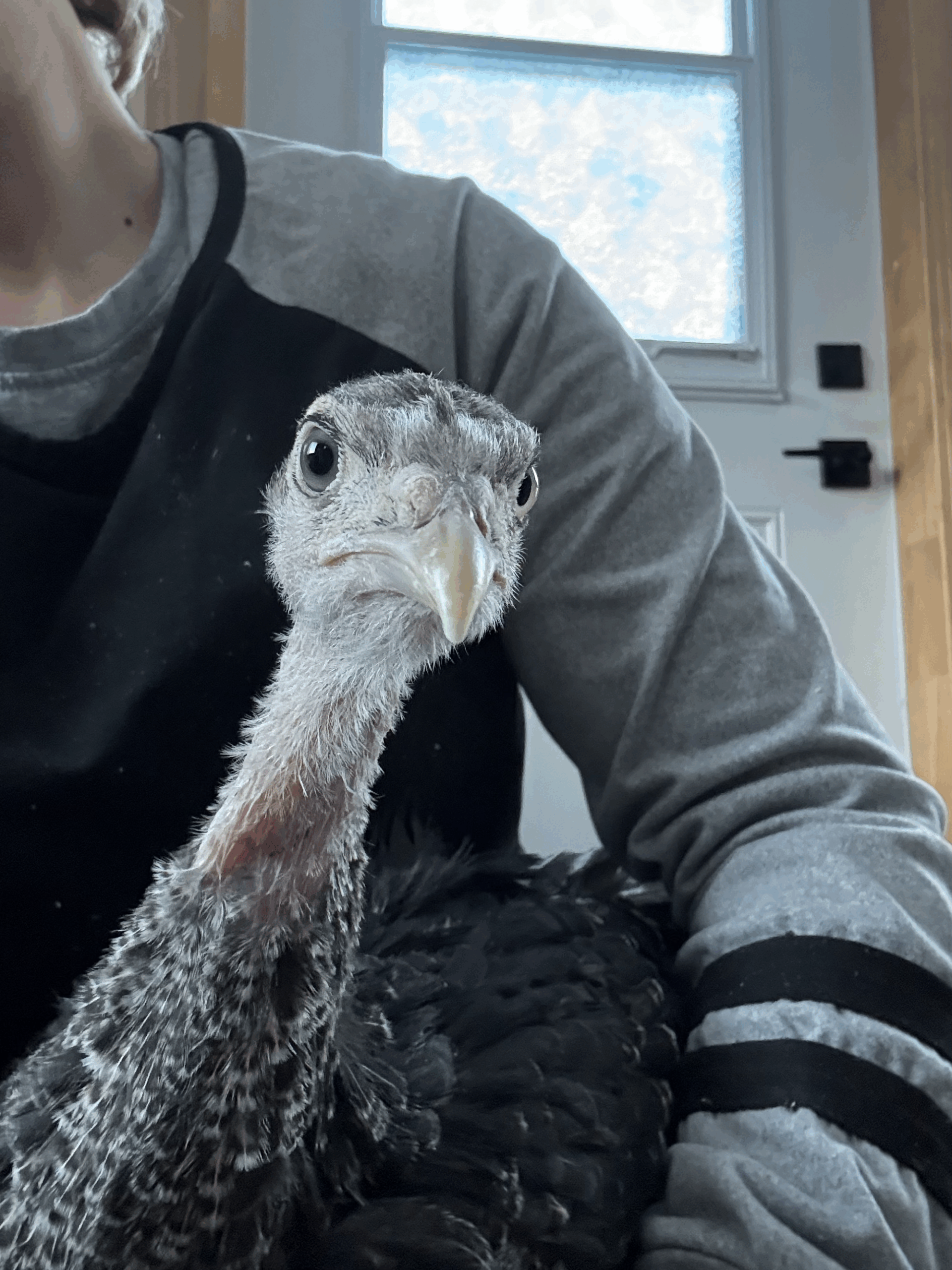 Stevie; rescued turkey