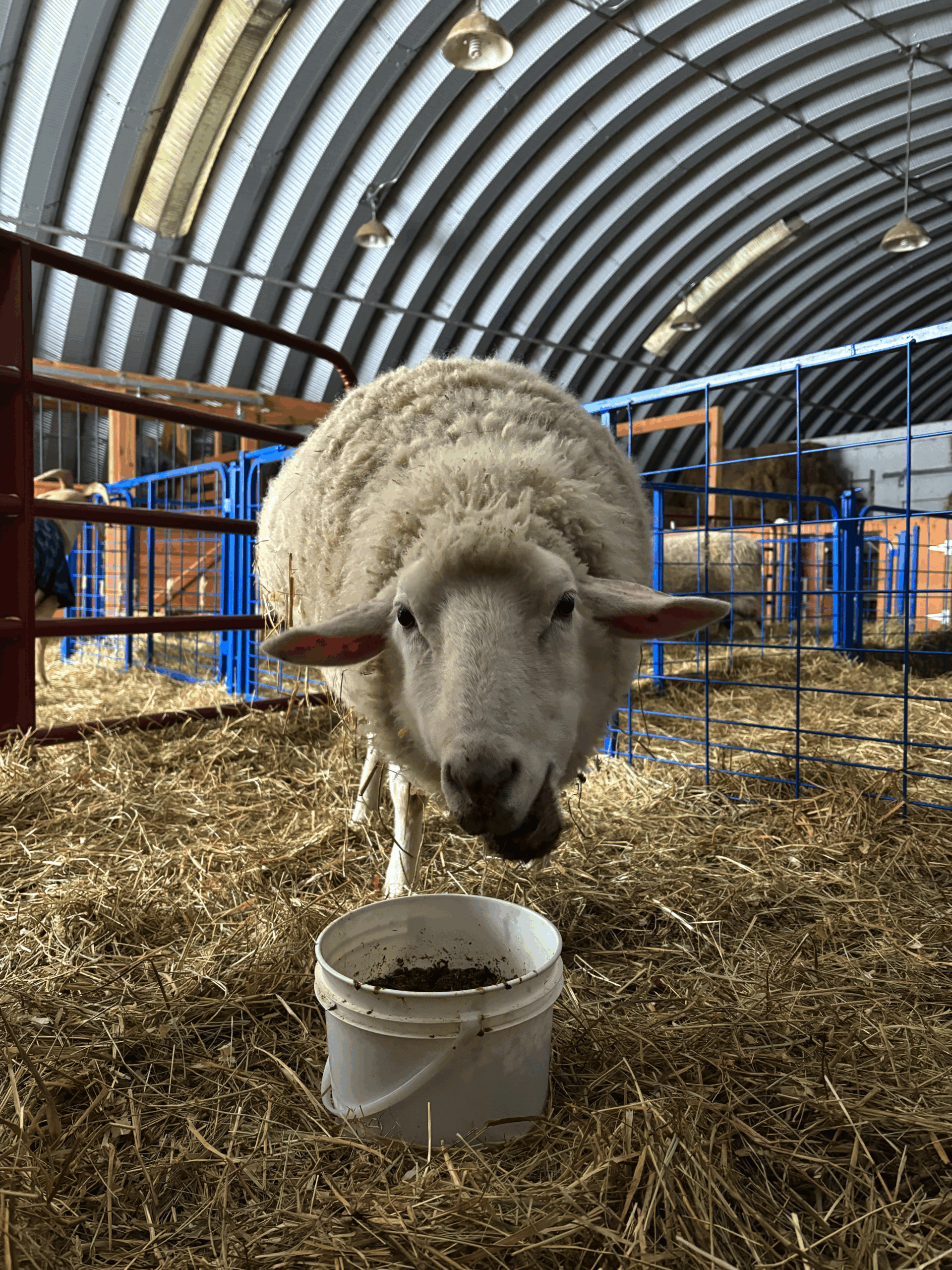 Annie eats her breakfast