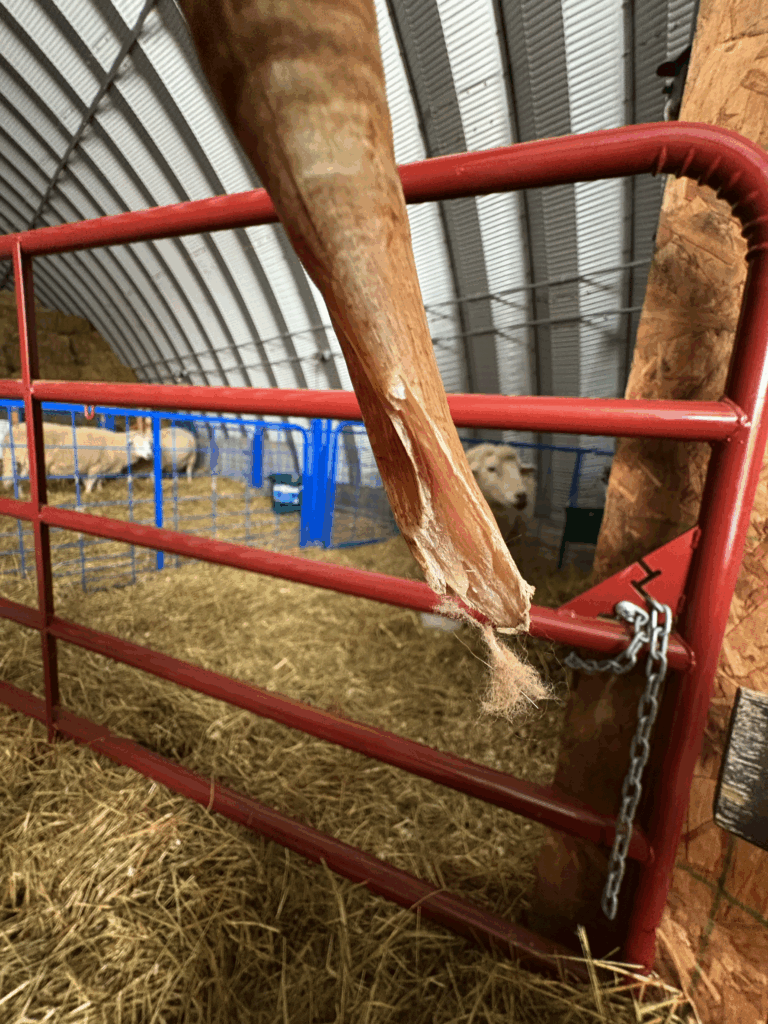 Merlin's damaged horn