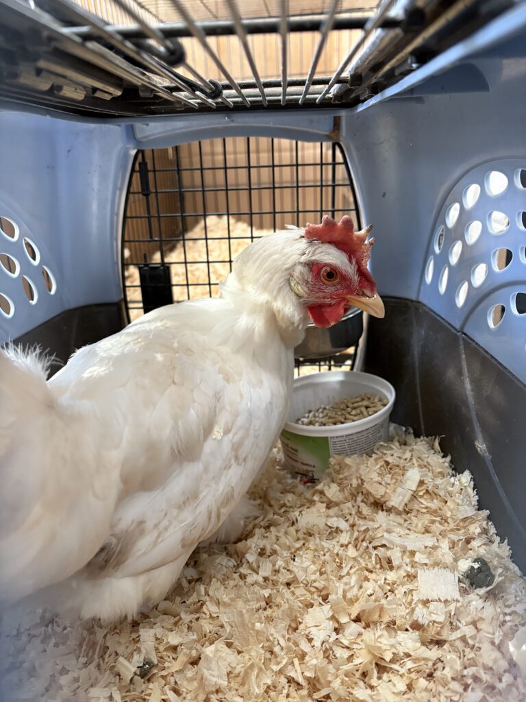 Elsa the hen