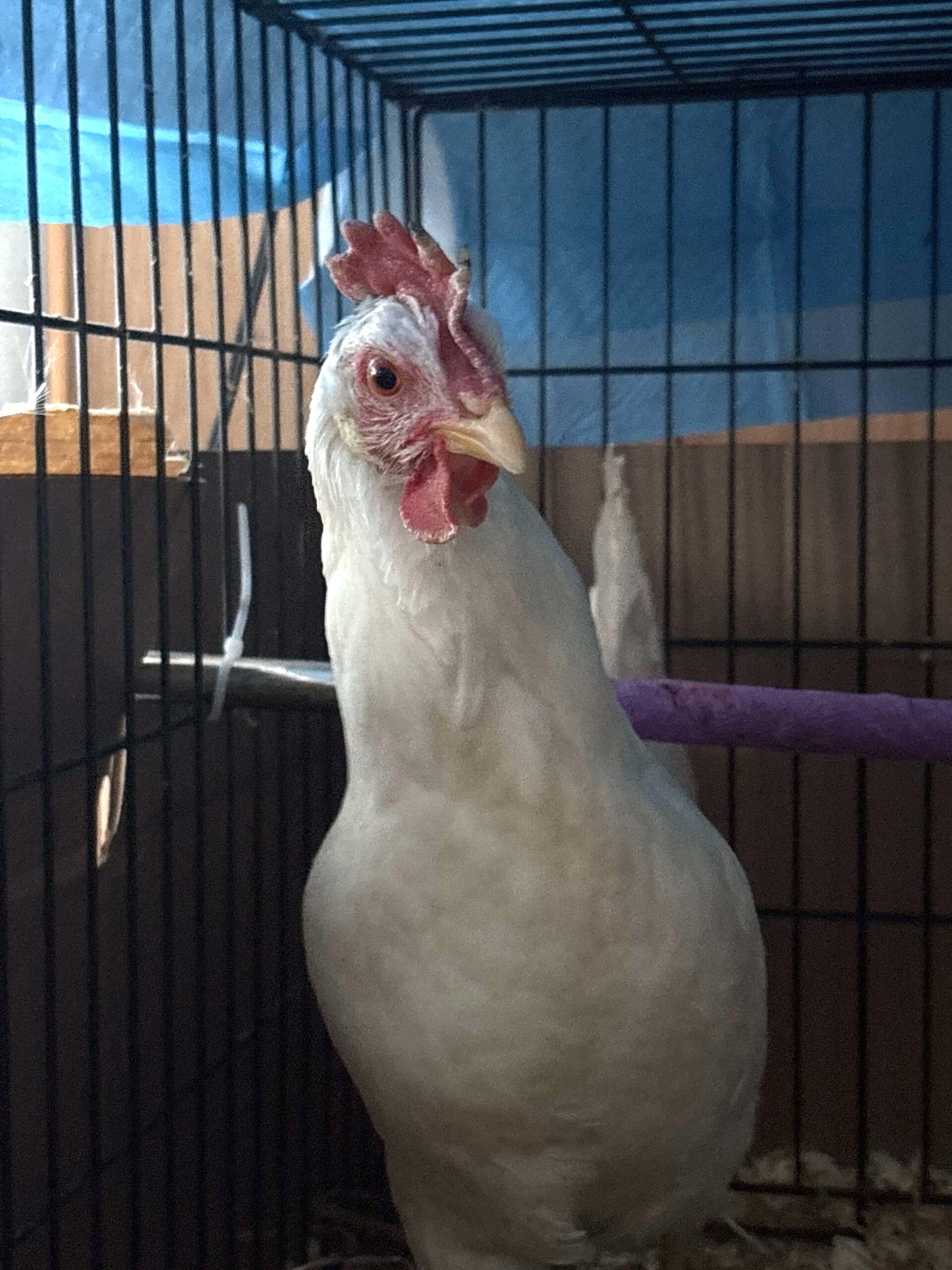 Elsa the hen