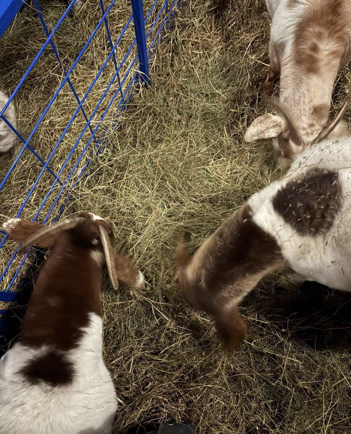 Beatrice, Milhouse and Kate (goats)