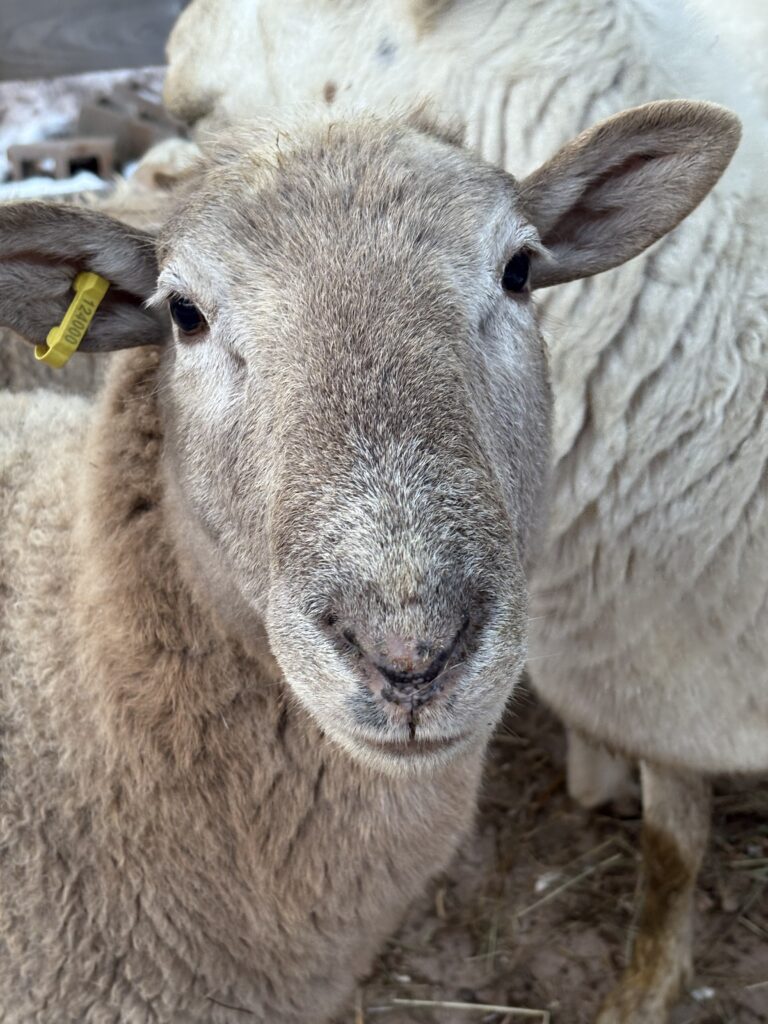 Moose, rescued sheep